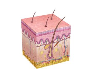 anatomia de la piel humana