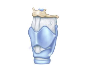 anatomia de laringe