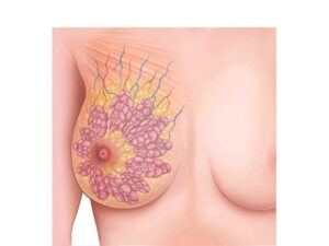 anatomia de las mamas