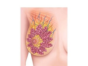 anatomia de los senos