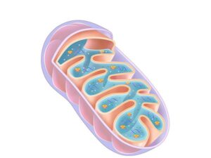 anatomia de mitocondria