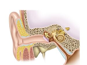 anatomia del oido