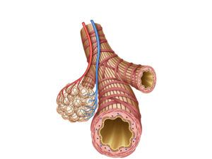 anatomia del bronquio