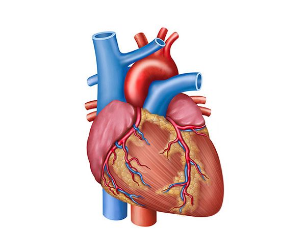 anatomia del corazon anatomia del corazon