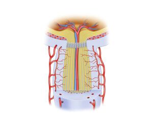 anatomía del nervio óptico