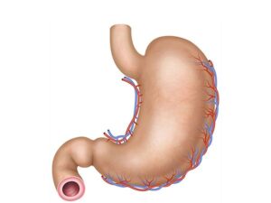 anatomia del estomago