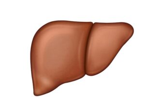 anatomía del higado