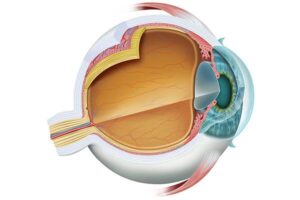 anatomía del ojo