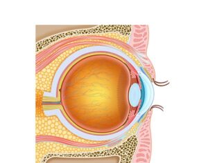 anatomía ojo y parpados