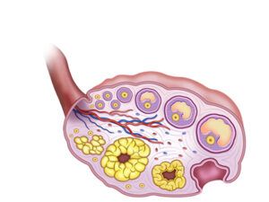 anatomia del ovario