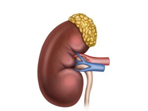 anatomía del riñón