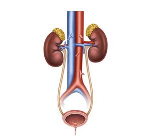 anatomia del sistema renal