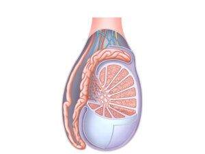 anatomia del testiculo