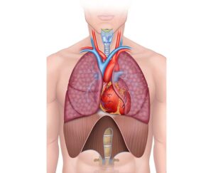 anatomia del torax