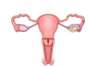 anatomia del utero