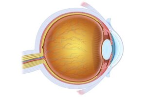 anatomia el ojo 14mg