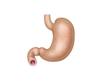 anatomía estómago