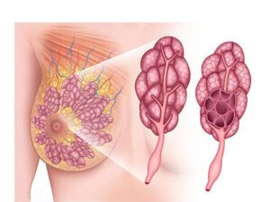 anatomia lobulos mamarios