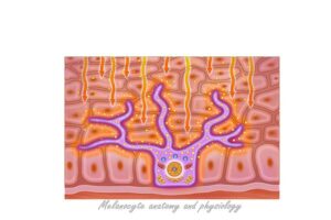 anatomía y fisiología del melanocito