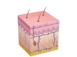 anatomia y fisiología de la piel humana