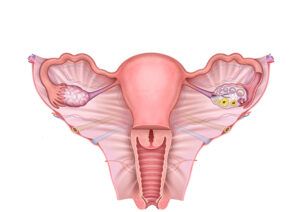 anatomia y fisiologia del utero