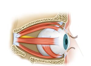 anatomia y musculo del ojo