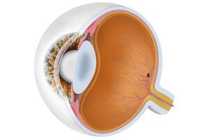 anatomy of the human eye