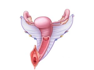 aparato reproductor femenino