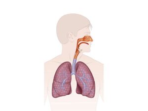aparato respiratorio