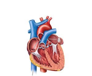 apendice del corazon