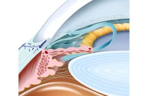 aqueous humor of the eye