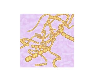 ilusmedical.com