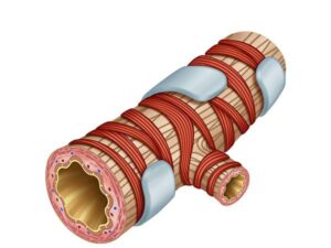 bronquiolo