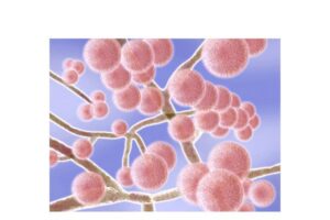 candida hongo