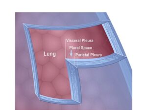 capas de la pleura pulmonar