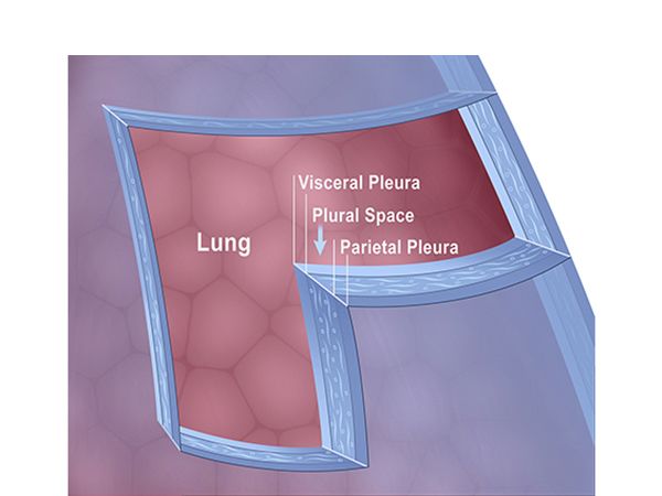 capas de la pleura pulmonar capas de la pleura pulmonar