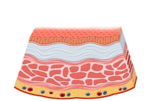 capas de la pared vesical