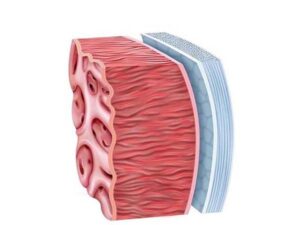 capas del corazon