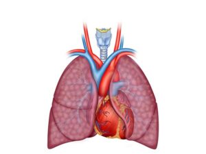 cardiopulmonar