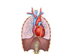 cardiorrespiratorio