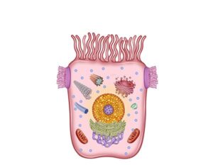 celula enterocyte