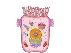 celula intestinal enterocito