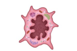 celulas langerhans
