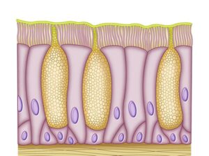 celulas mucuosas normales