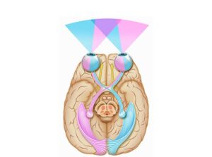 vista inferior del cerebro