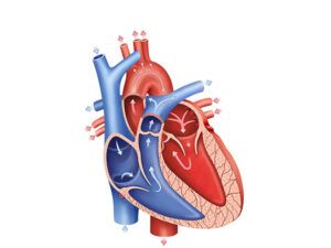 circulación sanguínea del corazón