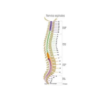 classification of spinal nerves