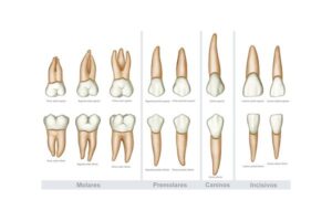 clasificacion de los dientes