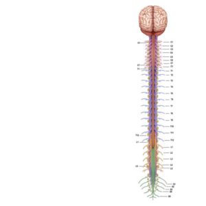 ilusmedical.com