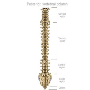 organización vertebral vista posterior